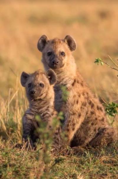 Among spotted hyenas, social ties are inherited
