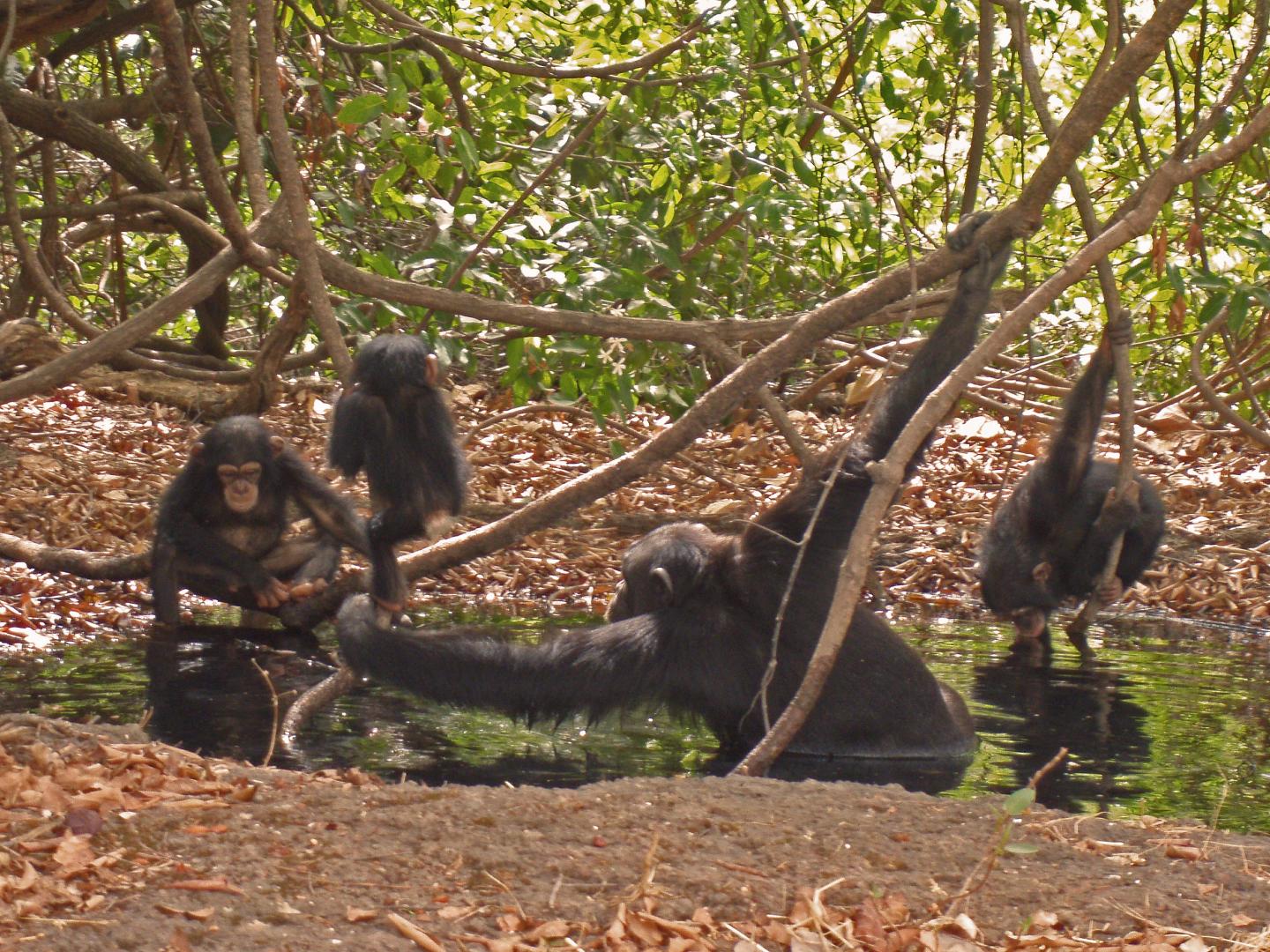 Savanna Chimpanzees, Fongoli, Senegal