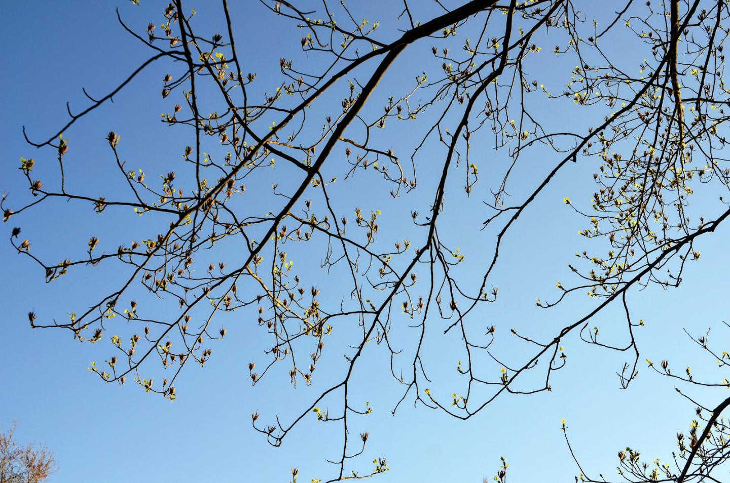 Plants' Response to Urbanization Differs by Species