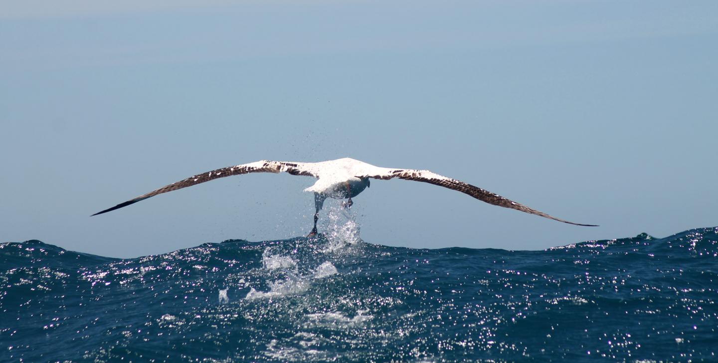 Albatross