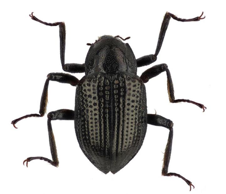 <i>Grouvellinus leonardodicaprioi</i>