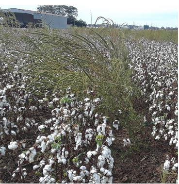 Glyphosate-Resistant Palmer Amaranth in a Cotton Field