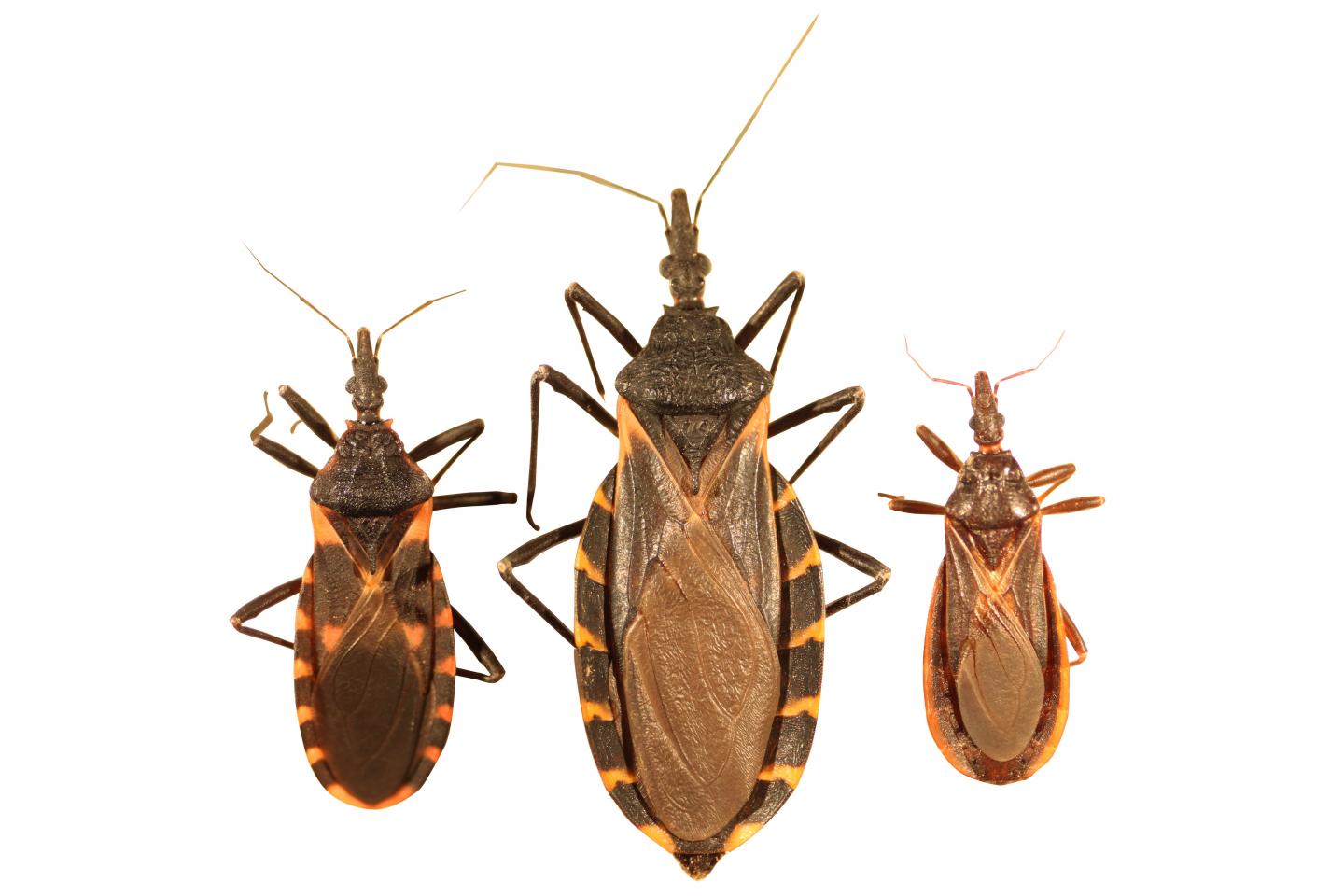 Three Common Species of Kissing Bugs in the Southern US