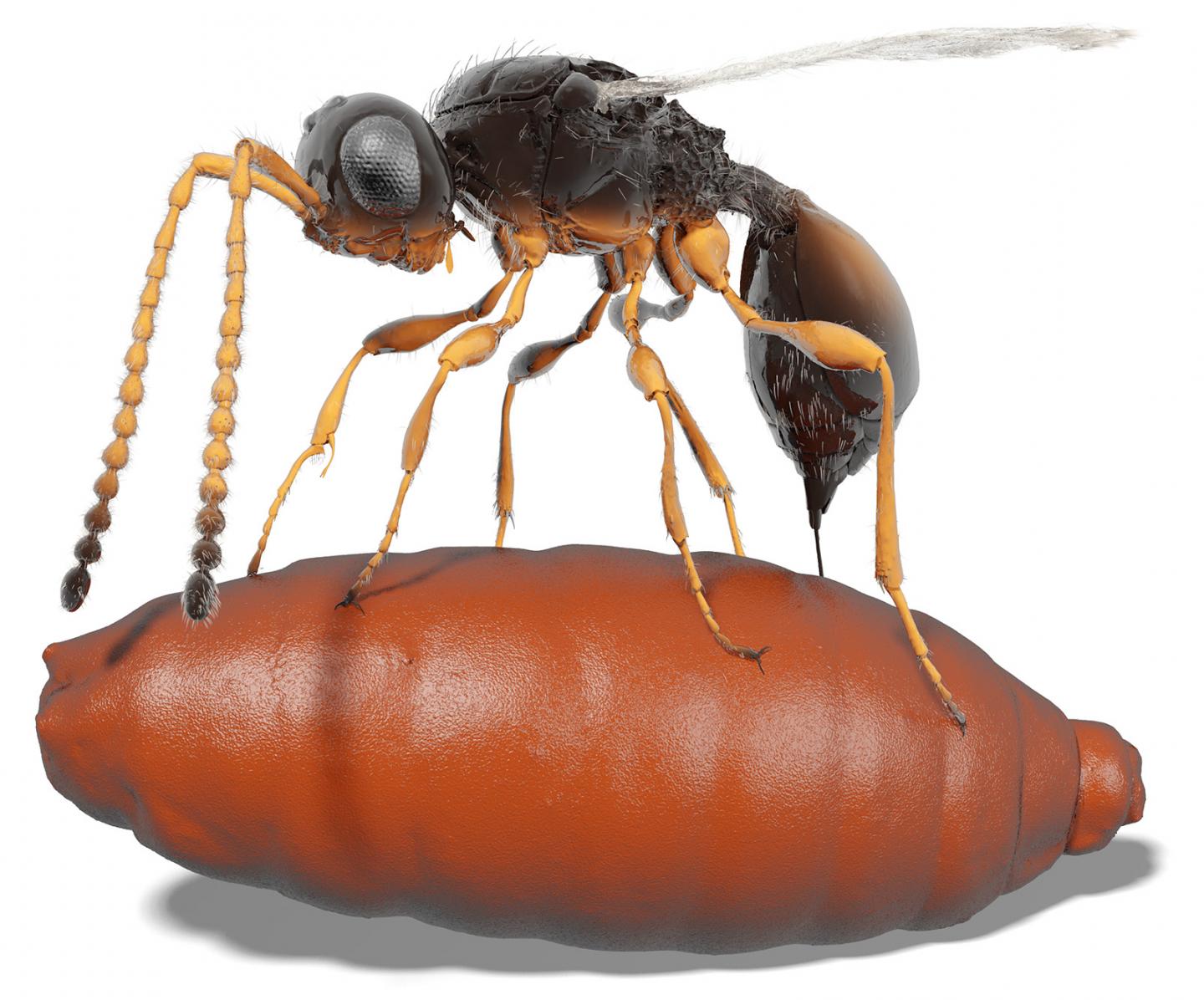 Digitally Resurrected: Parasitic Wasp <em>Xenomorphia resurrecta</em> Deposits An Egg in a Fly Pupa