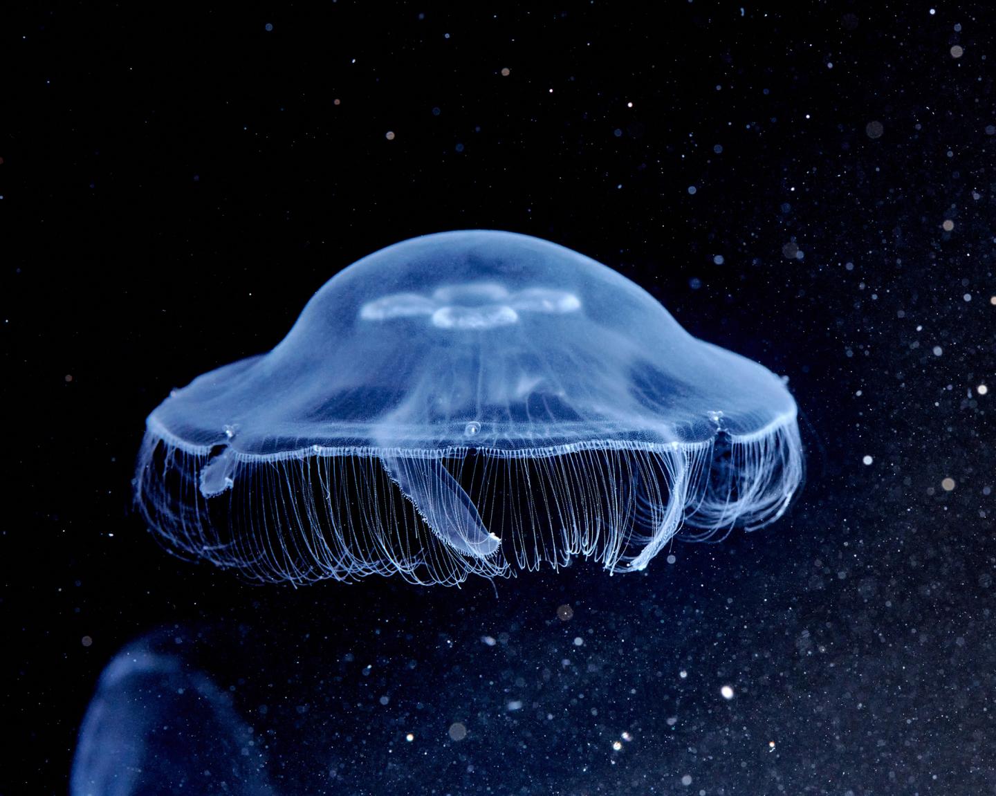 Moon Jelly (<em>Aurelia aurita</em>) (2 of 2)