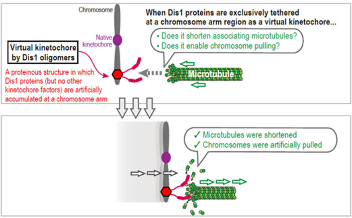 The virtual Dis1 kinetochore shorten microtubules connected to it and induce chromosome pulling