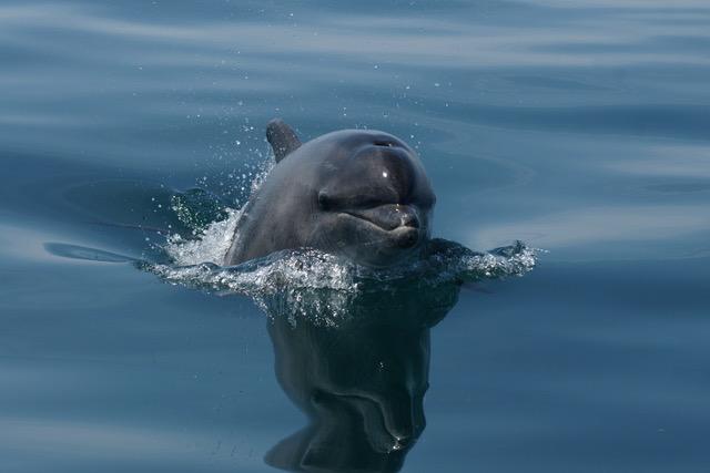 Bottlenose Dolphin