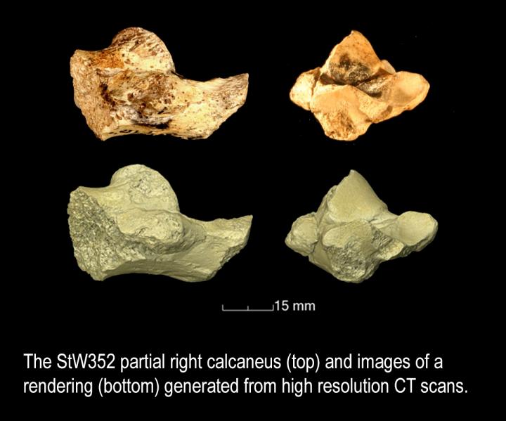 <i>Australopithecus africanus</i> Heel Bone