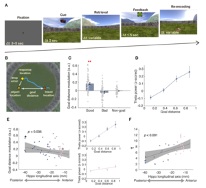 A fine-to-coarse goal distance coding along posterior-anterior axis