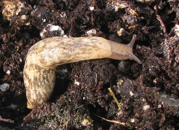 Slug