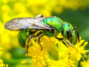 Green sweat bee