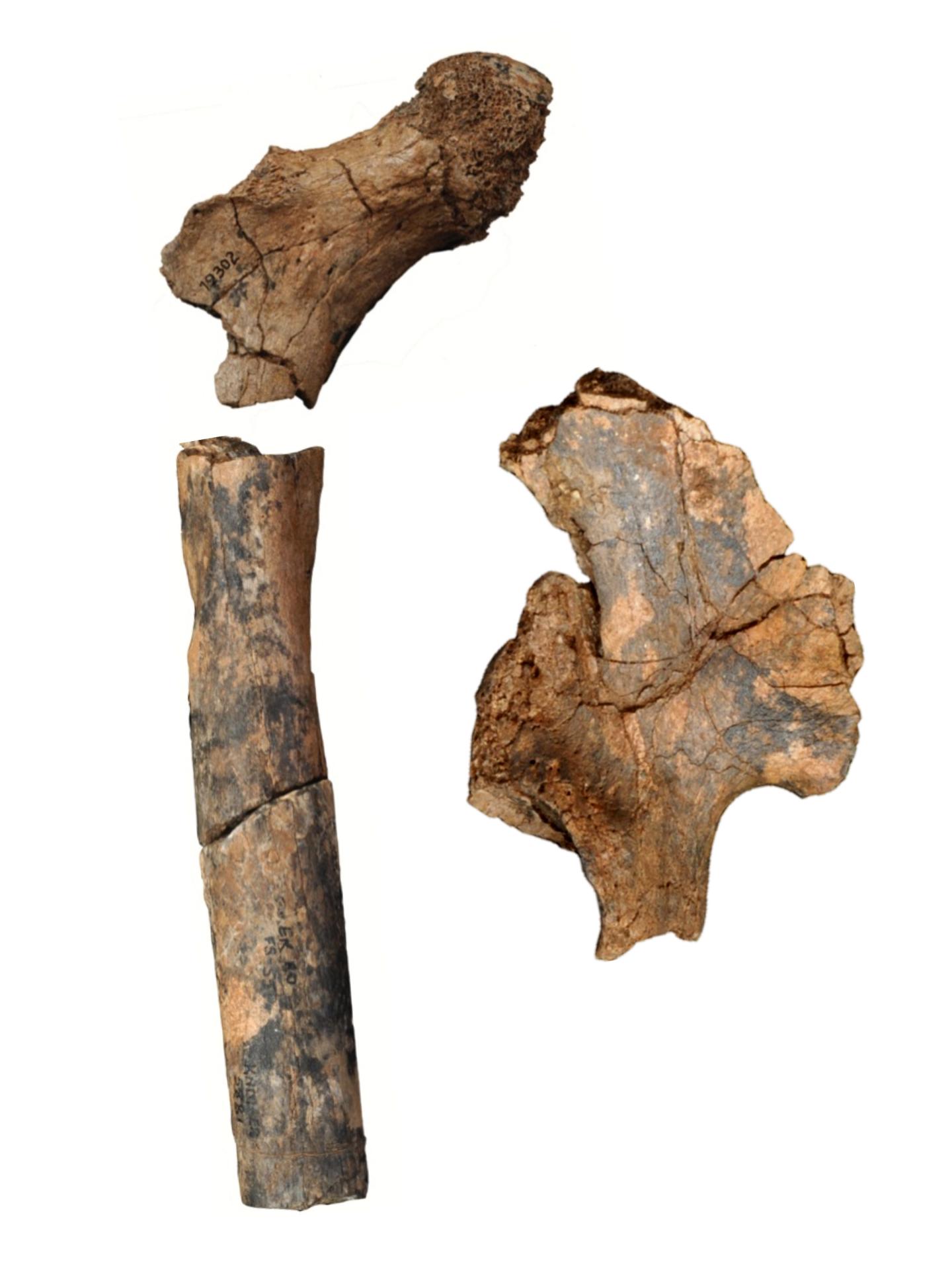 Femur and Pelvis