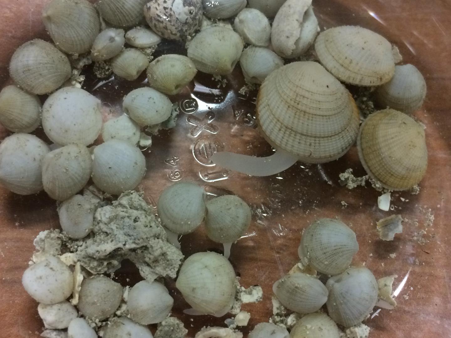 Lucinid on the lookout