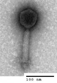 A Bacteriophage