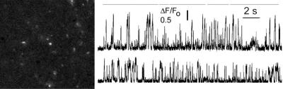 TIRF Microscopy Showing Calcium Conductance