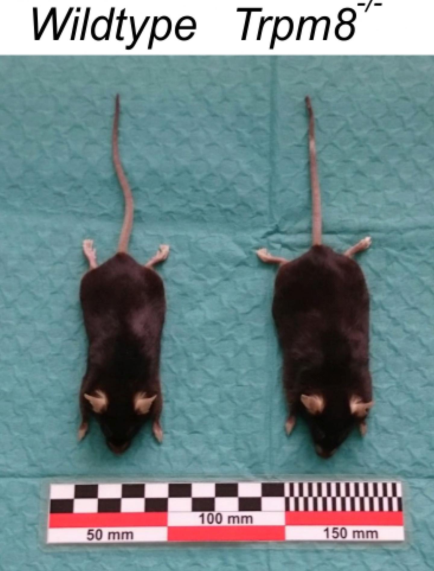 Obese Mice