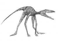 <i>Prorotodactylus</i> Reconstruction