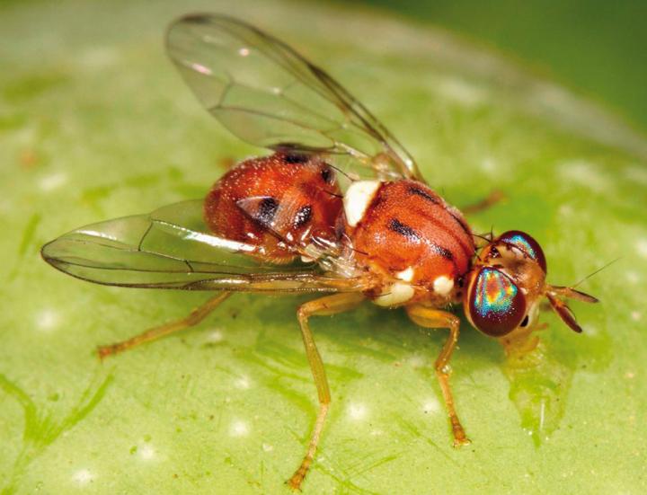 Olive Fruit Fly