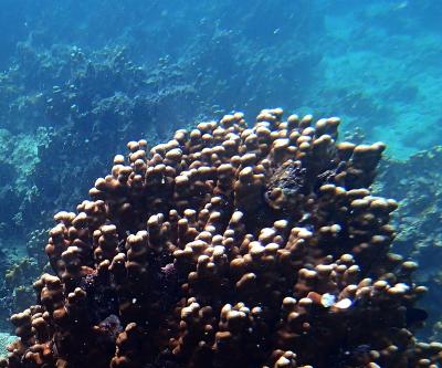 Porites Coral from Abu Dhabi Reefs