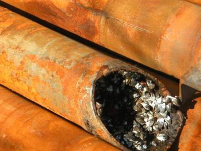 Zebra Mussels Clogging a Pipe