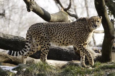 National Zoo Cheetah