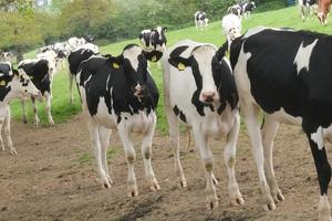 Bovine TB persists in the UK despite costly control programmes