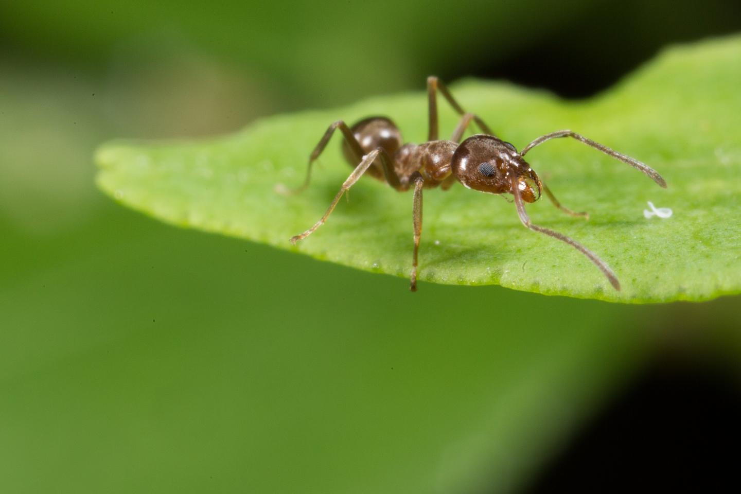 Argentine Ant