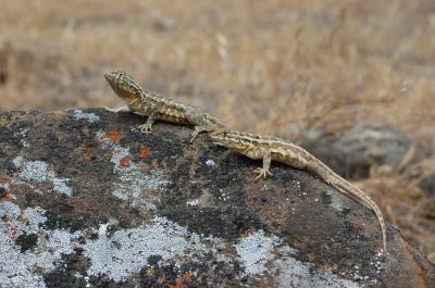 Side-Blotched Lizards