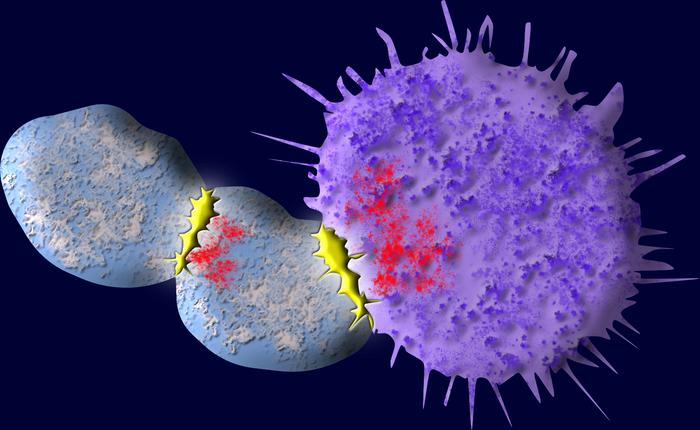 Tail spin: Study reveals new way to reduce friendly fire in cell therapy