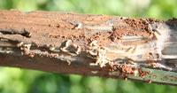 Stake with Termites