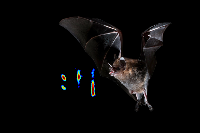 Bats see with their eyes