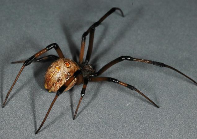 Brown Widow Spider