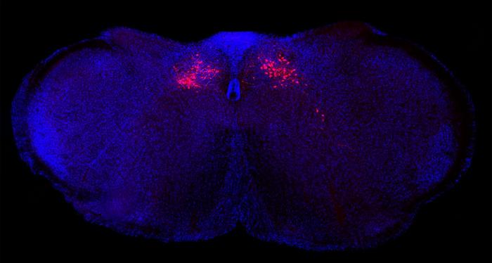 Inflammation Control Center