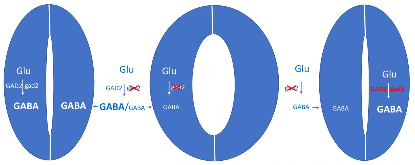 GABA in Plants