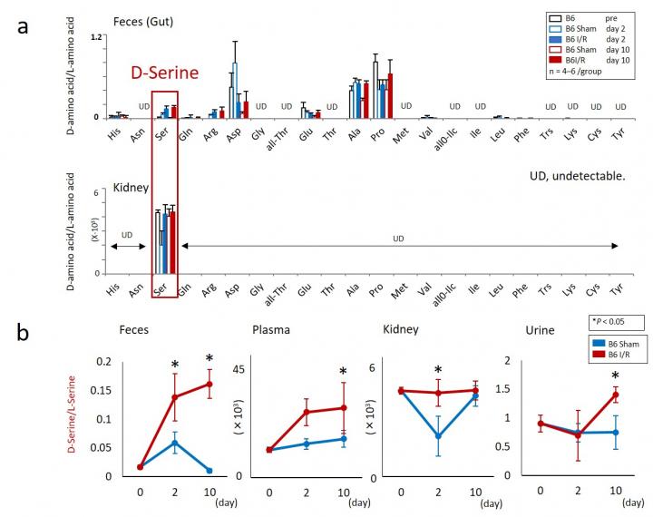 Figure 2. Dysbiosis Induced by AKI Alters the Balance of D/L-Amino Acids
