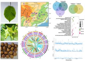 Morphological characteristics and genome information of C. chinensis