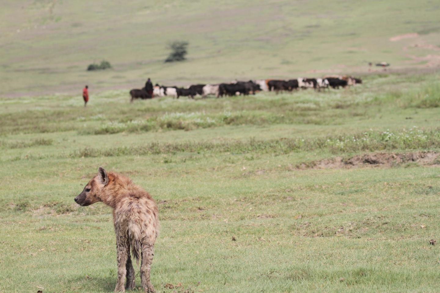 Spotted hyena with Maasai pastoralist and cattle in Ngorongoro Crater