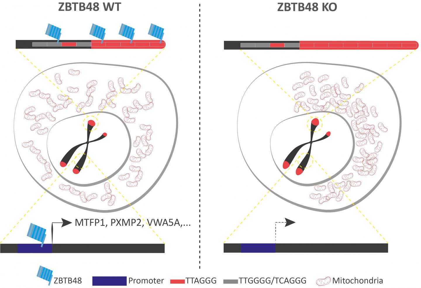 ZBTB48 is both a Telomere-binding Protein Limiting Telomere Length and a Transcriptional Activator