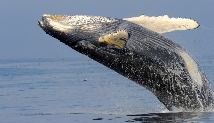 Humpback Whale