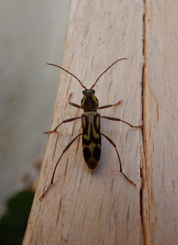 Bamboo longhorn beetle (Braintree, UK)