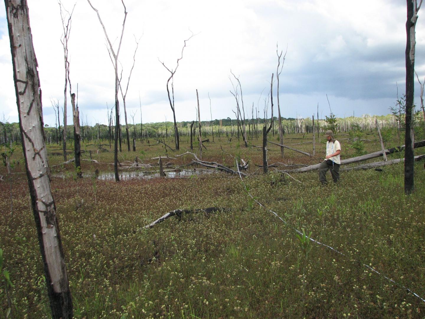 Burnt Floodplain Forest