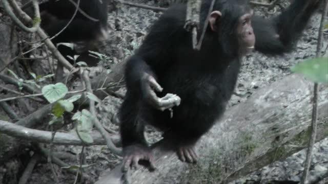 Chimps Eat Clay