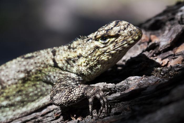 Behavioural plasticity in activity and sexual interactions in a social lizard at high environmental temperatures