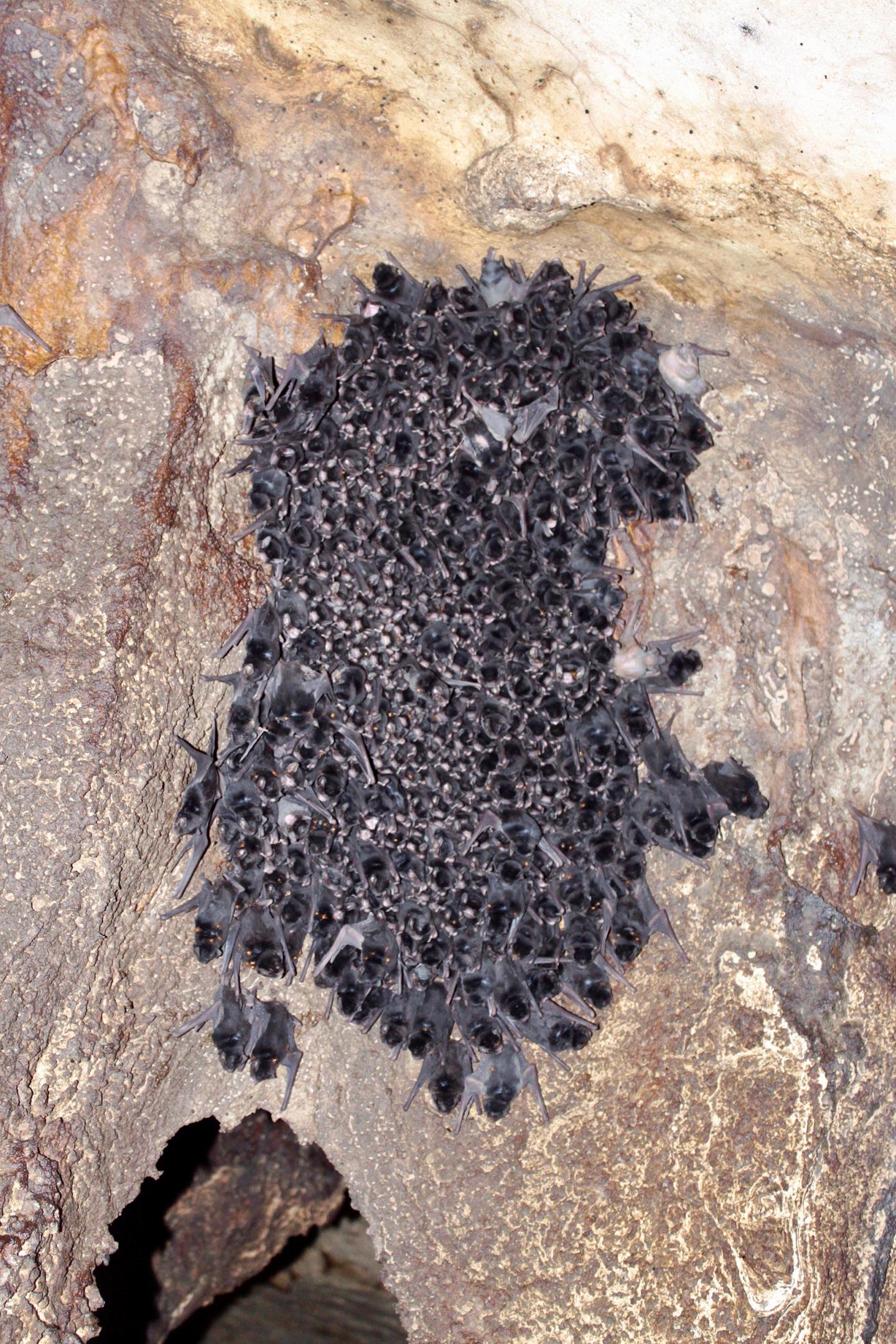 Bats in a Cave