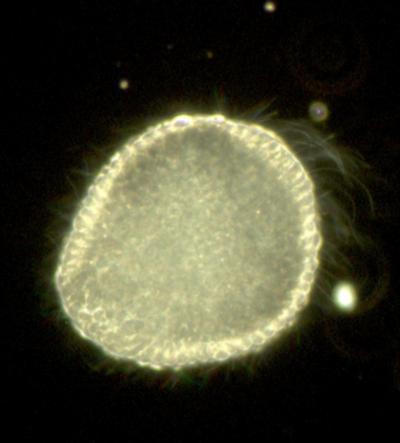 Sea urchin blastula
