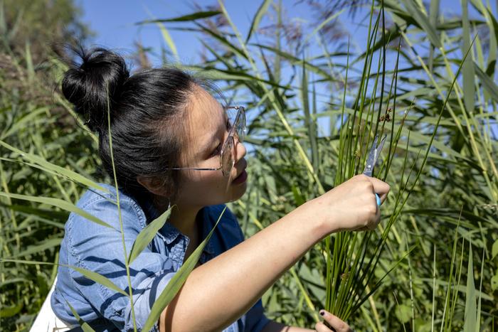 Qi Chen harvesting soft rush at Groningen's University Campus