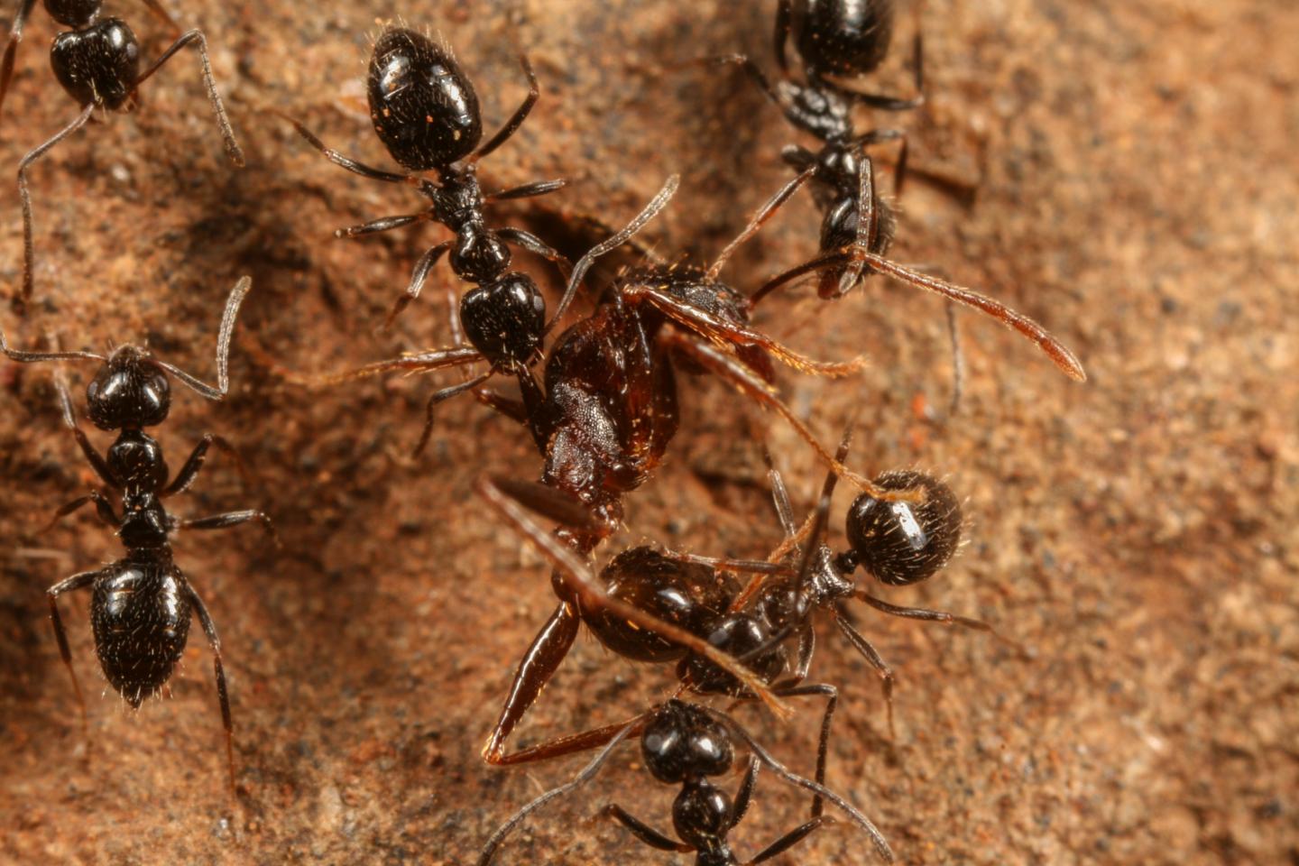 <i>Lepisiota</i> Dispatching Pheidole Ant