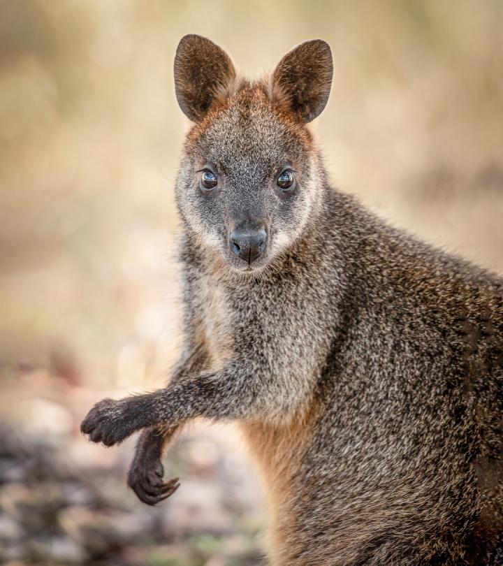 Swamp Wallaby