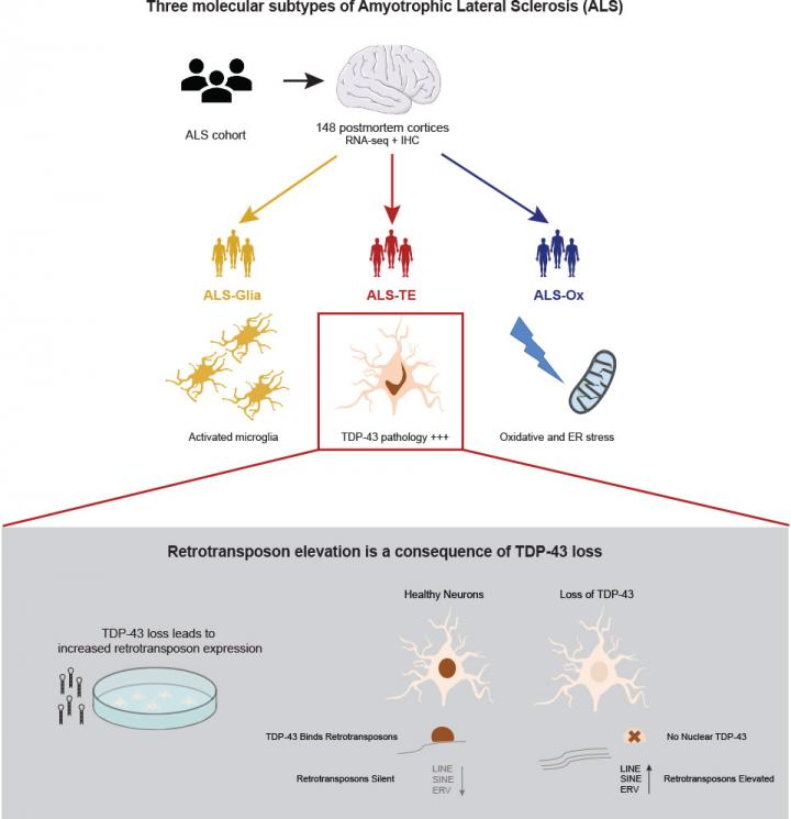 Subtypes of ALS