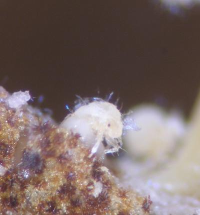 Soldier nymphs of Nipponaphis monzeni repairing a gall breach by discharging coagulating body fluid.